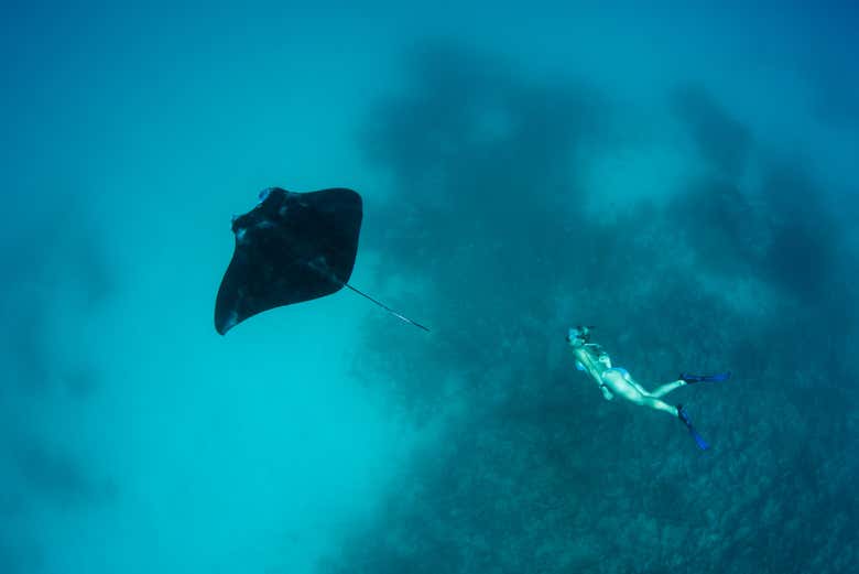 Snorkel con mantarrayas en Nusa Penida
