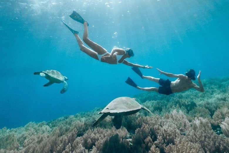 Snorkel con mantarrayas en Nusa Penida