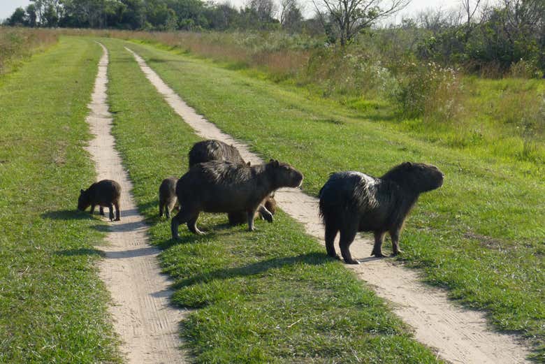 Excursión privada a los Esteros del Iberá
