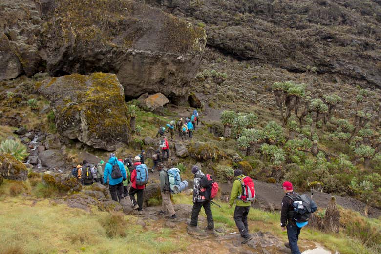 Ruta Machame de 9 días por el Kilimanjaro - Galería 2