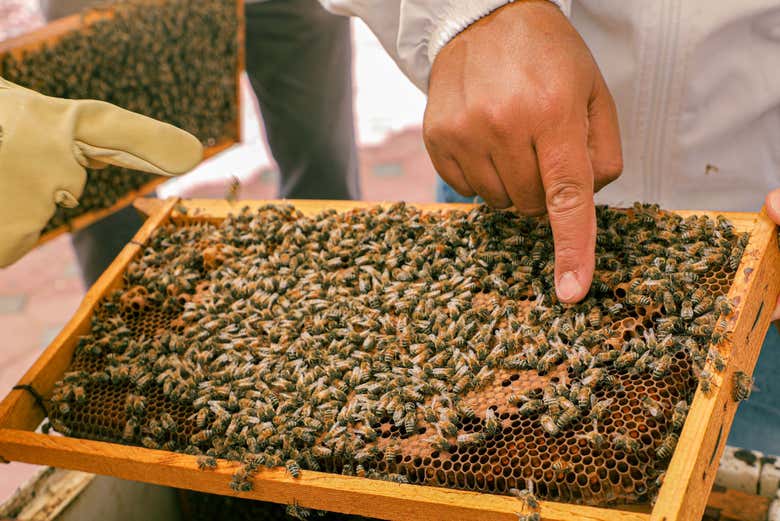 Entrada a Hatta Honey Bee Discovery Centre