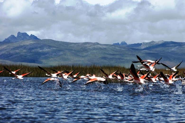 Excursión al Santuario Nacional de Huayllay