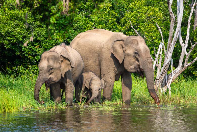 Safari privado por el Parque Nacional de Yala