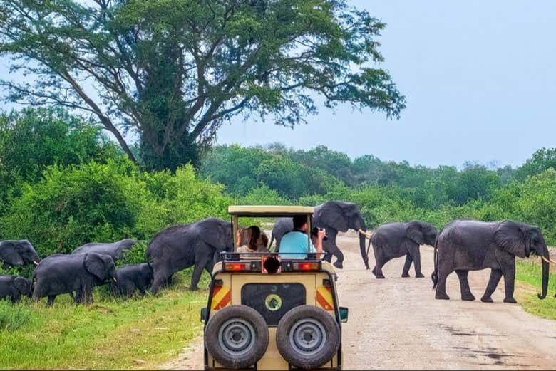 Safari privado por el Parque Nacional de Yala