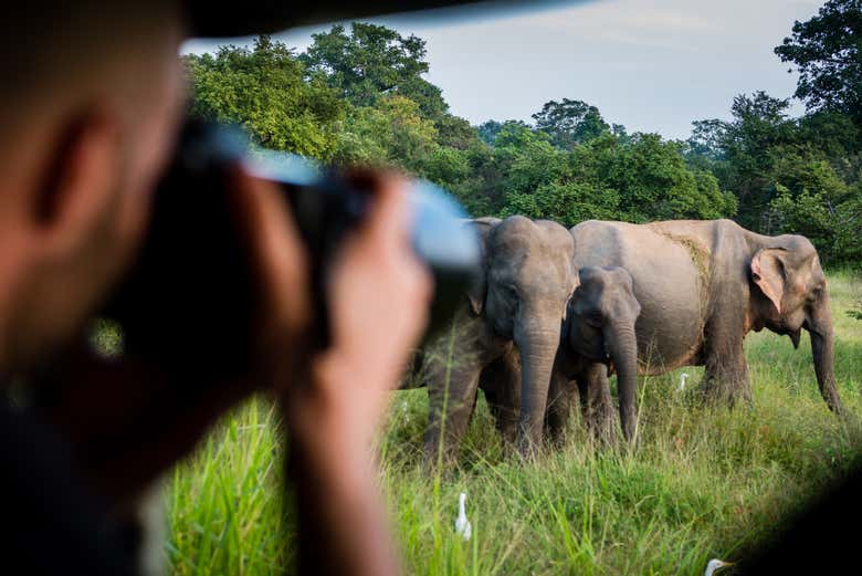 Safari privado por el Parque Nacional de Yala