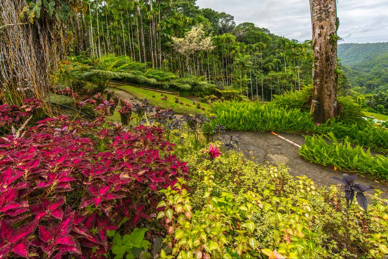 Transporte al Jardín Botánico de Balata