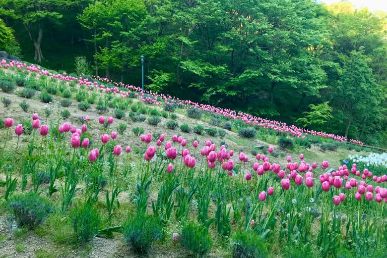 Tour por Kōbe y visita al Jardín de Hierbas Nunobiki