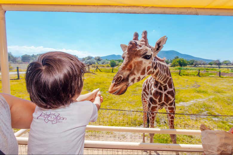 Tour por Teotihuacán + Centro de Conservación Reino Animal