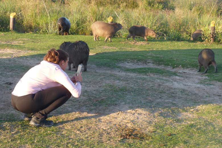 Excursión privada a los Esteros del Iberá