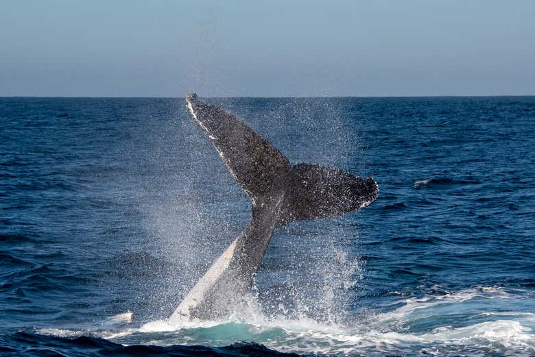 Avistamiento de ballenas en Knysna