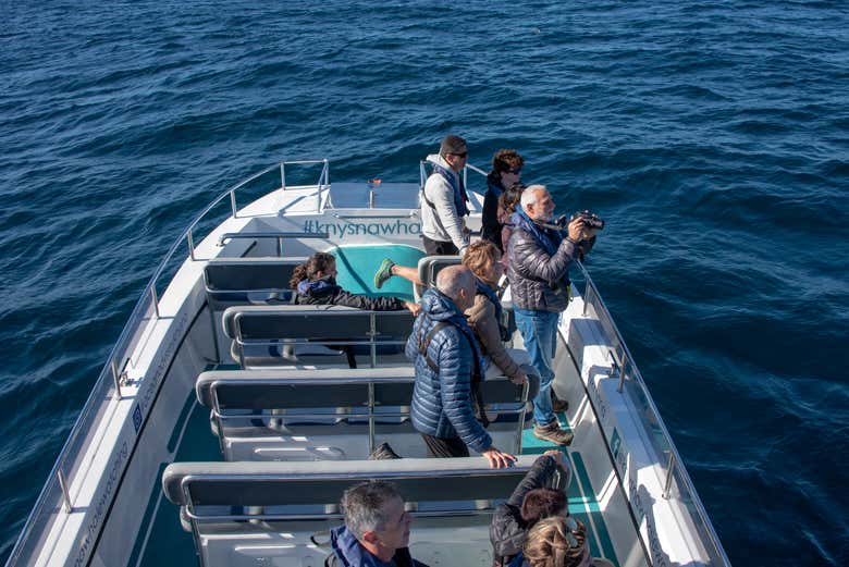Avistamiento de ballenas en Knysna