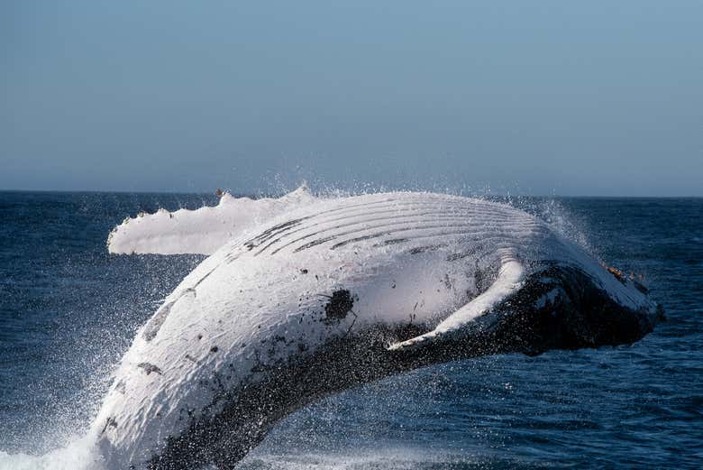 Avistamiento de ballenas en Knysna
