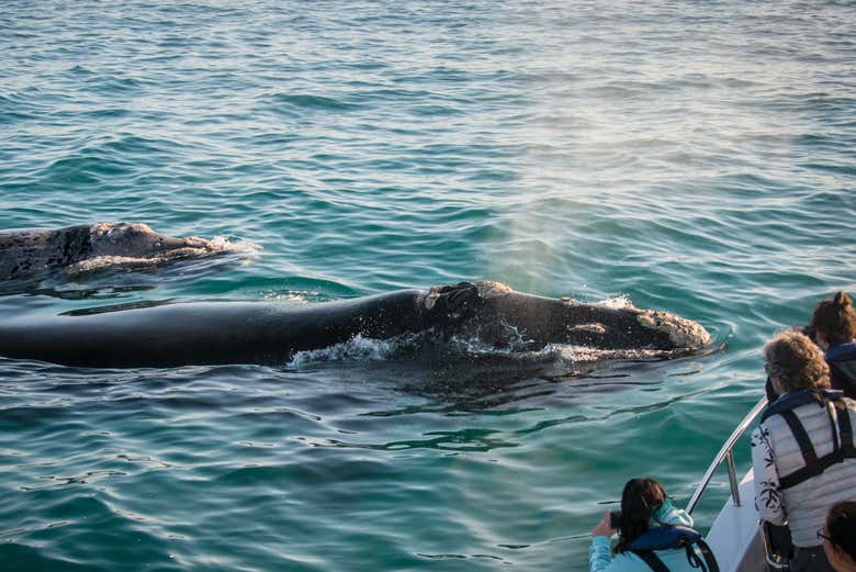 Avistamiento de ballenas en Knysna