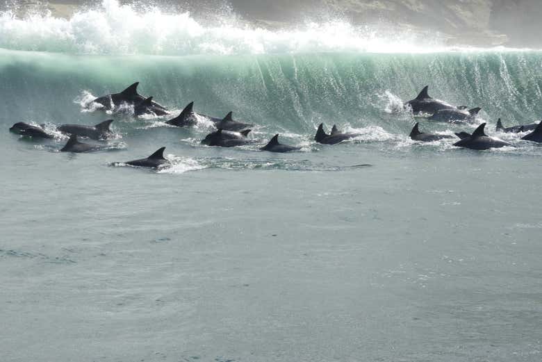 Avistamiento de delfines en Knysna