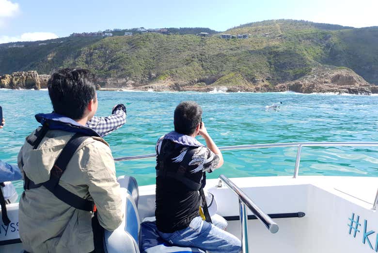 Avistamiento de delfines en Knysna