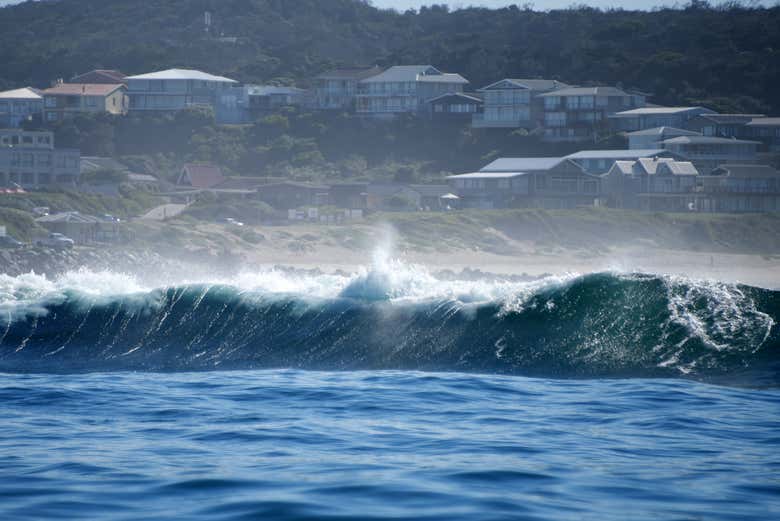 Avistamiento de delfines en Knysna