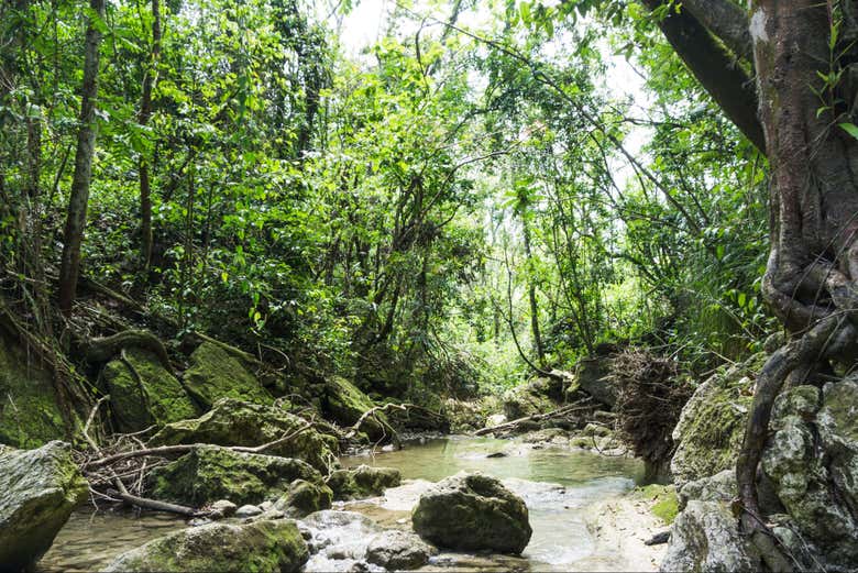 Excursión a las cascadas de Gozalandia