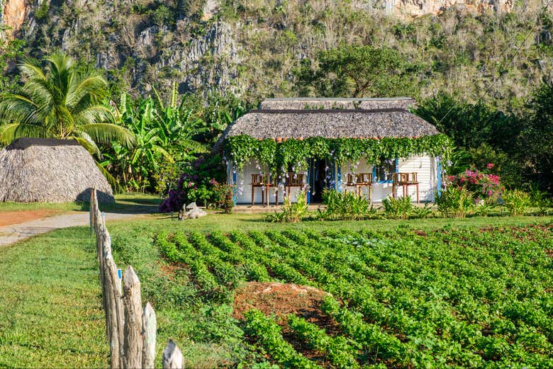 Tour del café por Viñales