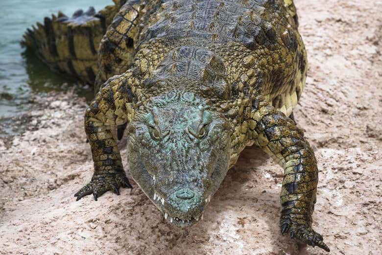 Excursión a Crocoparc