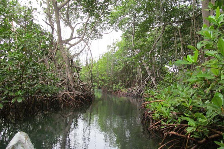 Paseo en barco por la ciénaga La Caimanera