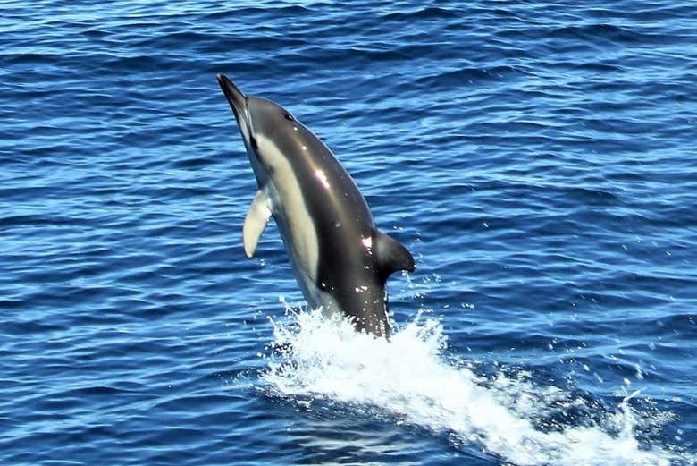 Avistamiento de delfines en Tauranga