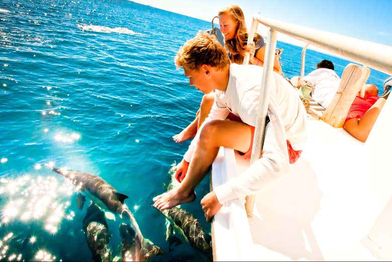 Avistamiento de delfines en Tauranga