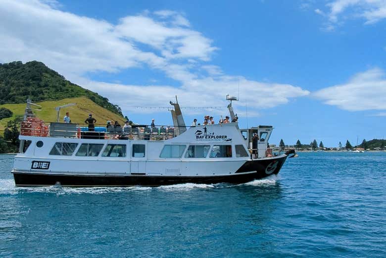 Avistamiento de delfines en Tauranga