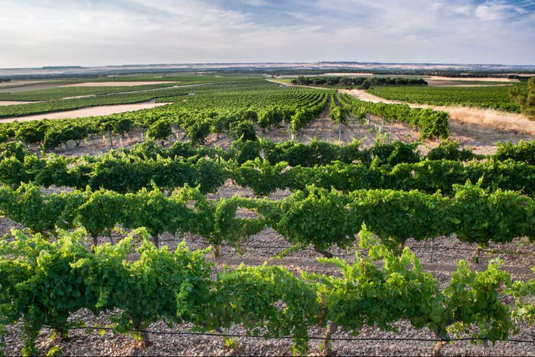 Visita a las Bodegas Campo Elíseo