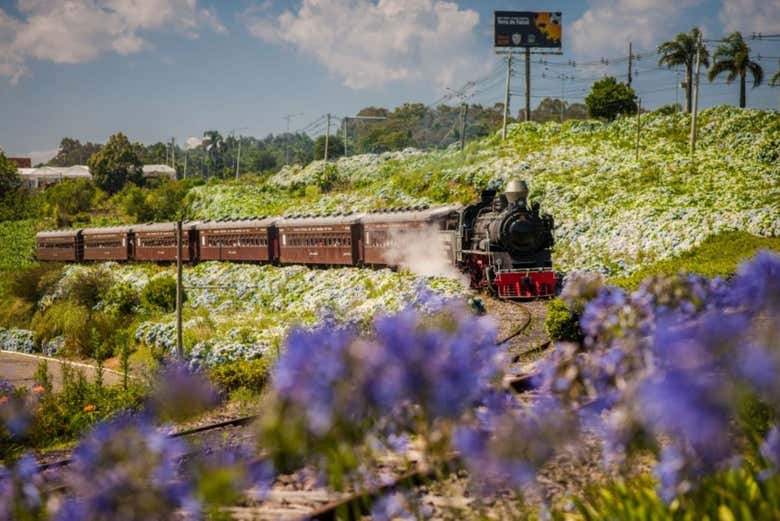 Tren Maria Fumaça + Visita a la Vinícola Aurora