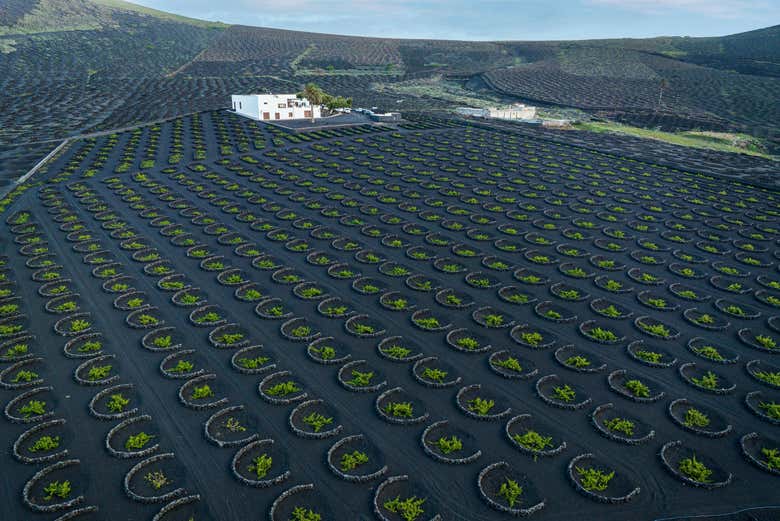 Senderismo por los viñedos del volcán Guardilama + Cata en las Bodegas Rubicón