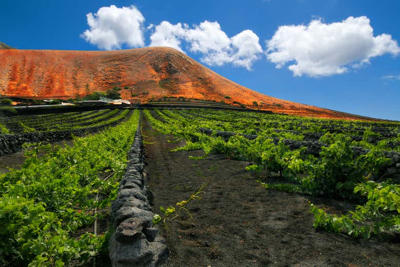 Senderismo por los viñedos del volcán Guardilama + Cata en las Bodegas Rubicón - Galería 2