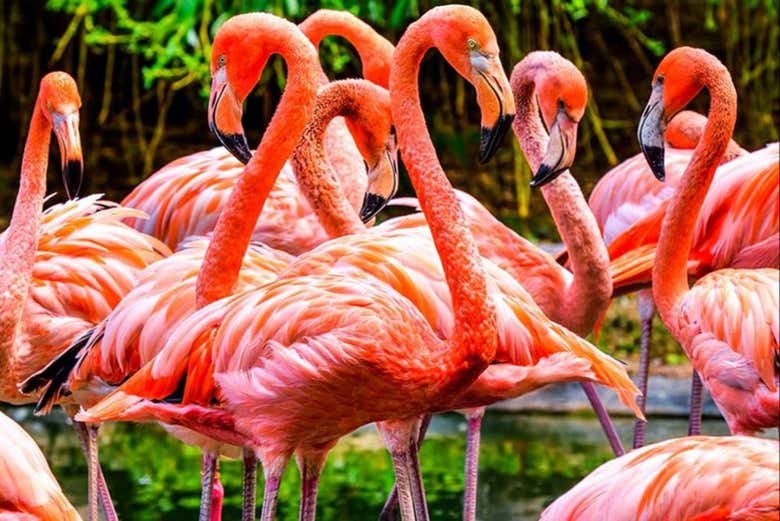 Entrada a Flamingo Gardens
