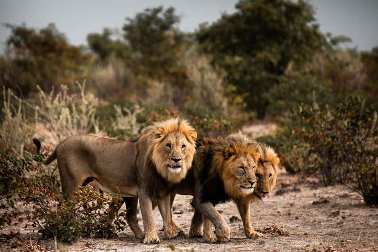 Safari de 10 días por Namibia