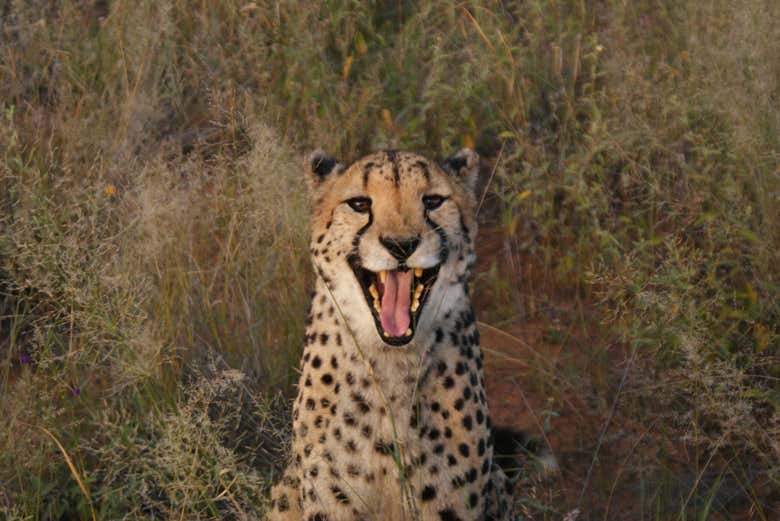 Safari de 10 días por Namibia