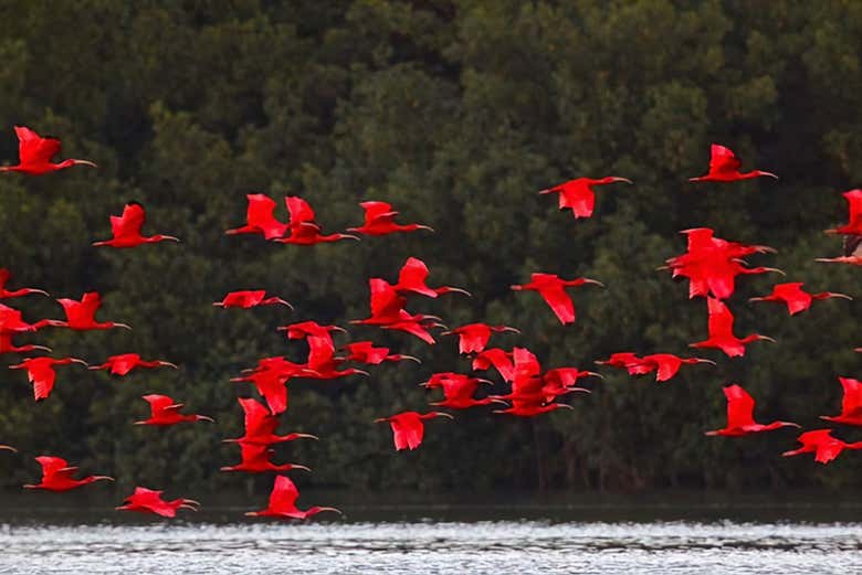 Tour por el santuario de aves Caroni