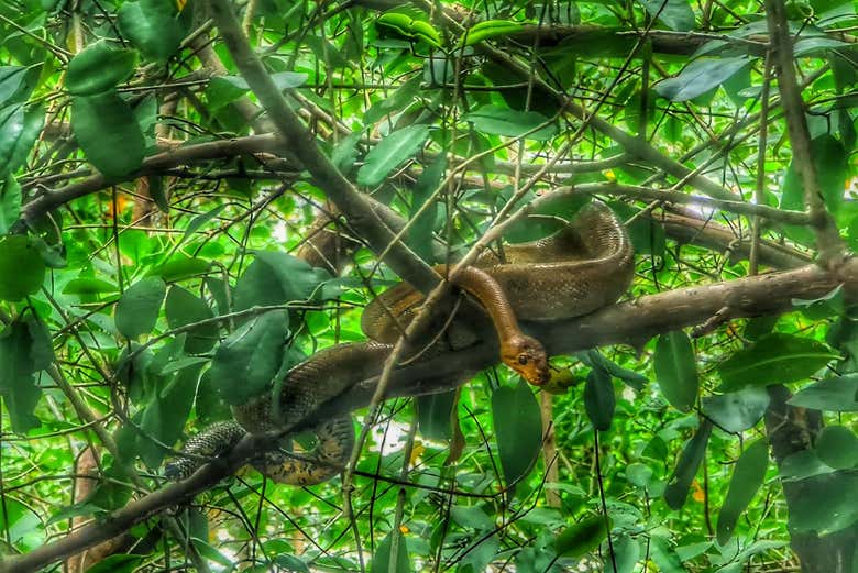 Tour por el santuario de aves Caroni