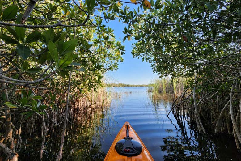 Tour en kayak por el santuario de aves Caroni
