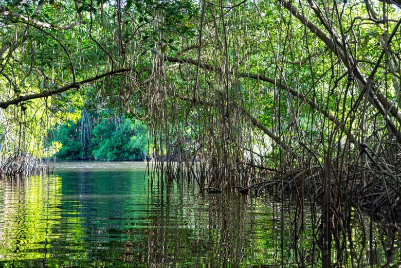Tour en kayak por el santuario de aves Caroni