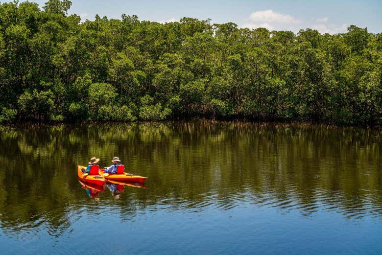 Tour en kayak por el santuario de aves Caroni