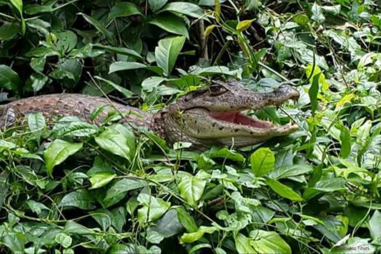 Tour en canoa por el Parque Nacional Tortuguero