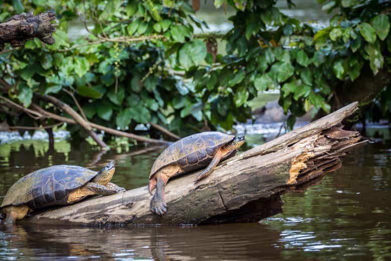 Tour en canoa por el Parque Nacional Tortuguero
