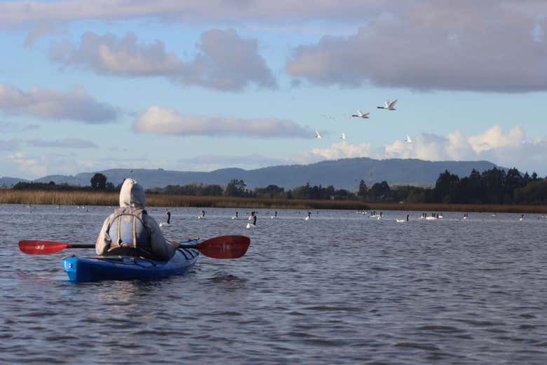 Tour en kayak por el río Valdivia