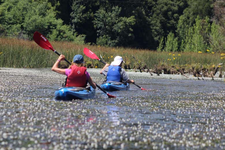Tour en kayak por el río Valdivia