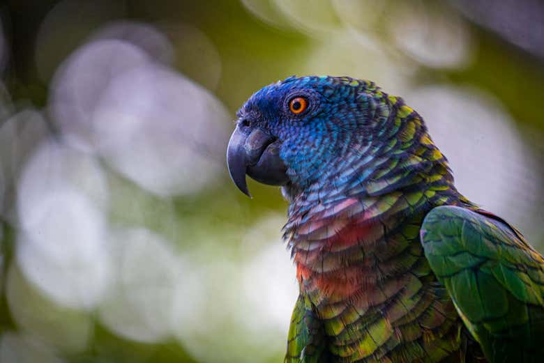 Avistamiento de aves en Castries Waterworks