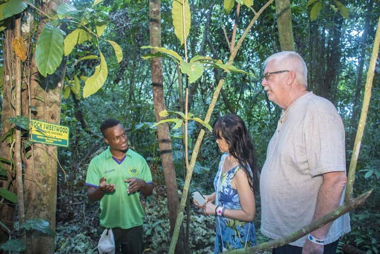Avistamiento de aves en Castries Waterworks