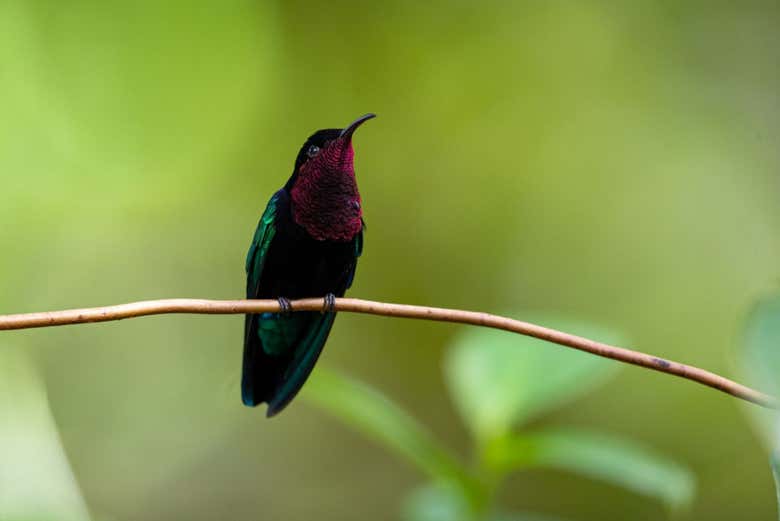 Avistamiento de aves en Castries Waterworks