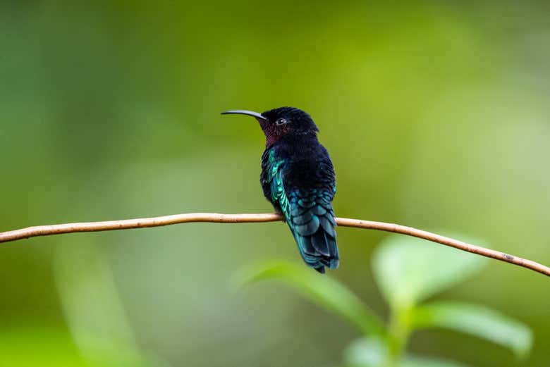 Excursión al parque de aventura Rainforest Santa Lucía