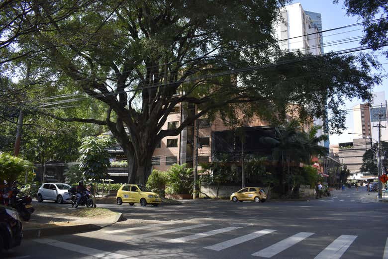Free tour por Los Laureles