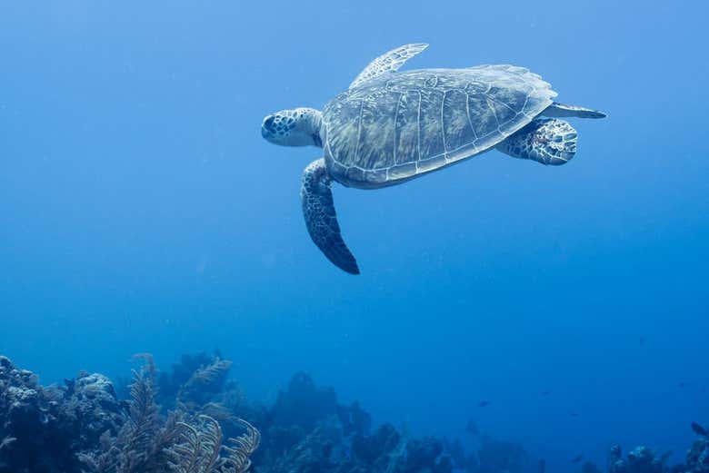 Bautismo de buceo en Mahahual