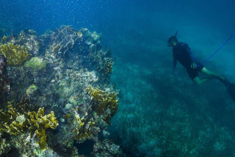 Snorkel en Mahahual